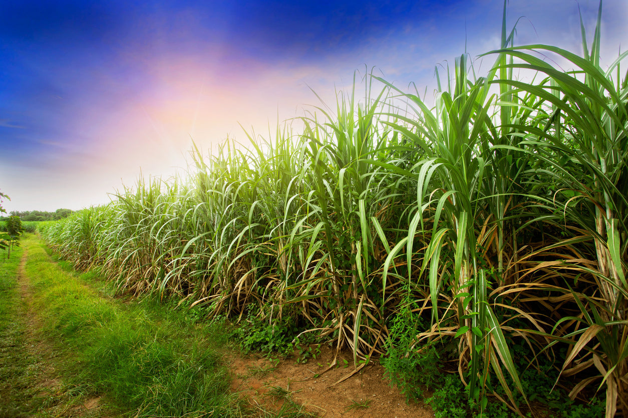 What is Rhum Agricole? The Complete Guide to the World's Most Misunderstood Rum