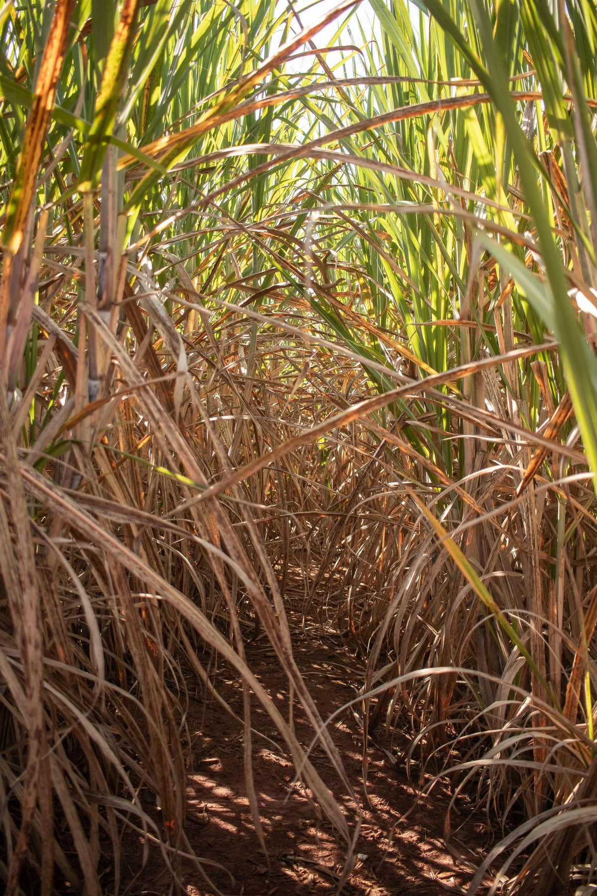 Sunlit path through a field of tall green plants