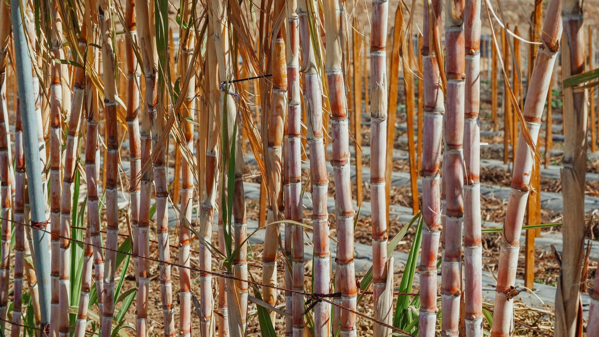 Sugarcane stalks growing on a Caribbean plantation